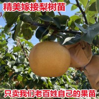 旺德誉 梨树苗 源头出售 各类苗木 种子 根系发达 质量保证